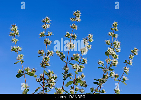 La marjolaine. Origanum majorana. Banque D'Images