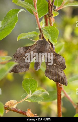 Hawk-moth (peuplier Laothoe populi) Banque D'Images