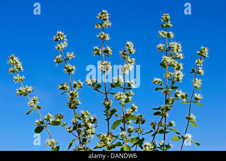 La marjolaine. Origanum majorana. Banque D'Images