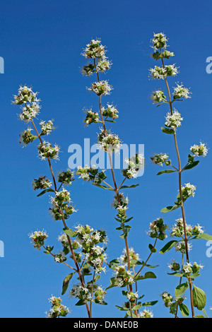 La marjolaine. Origanum majorana. Banque D'Images