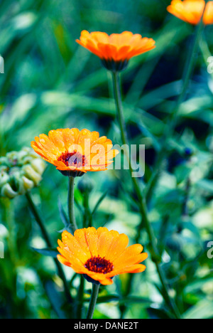 Floraison d'été de calendula (fleurs de souci) Banque D'Images