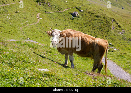 Swiss Alpine vache avec un treichein cloche en laiton autour de son cou Banque D'Images