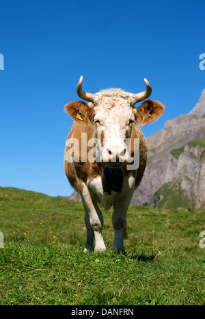 Swiss Alpine vache avec un treichein cloche en laiton autour de son cou Banque D'Images