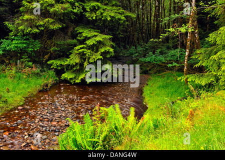 Piper Creek Haida Gwaii Queen Charlotte Islands- Sandspit British Columbia Canada Banque D'Images