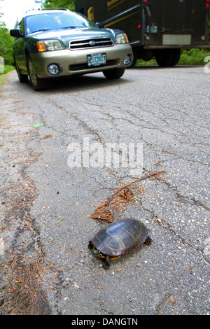 Tortue peinte et automobile, voiture, Chrysemys picta, dans la route. Banque D'Images