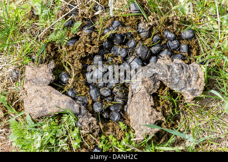 Terre plate-bousier insecte Banque D'Images