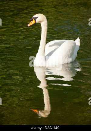 Reflet d'un beau cygne muet dans un étang le long de la rivière Boise de verdure. Boise, Idaho Banque D'Images