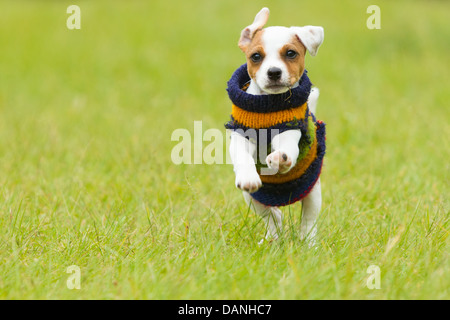 Parson chien heureux 8 semaines chiot courir Outdoor Banque D'Images