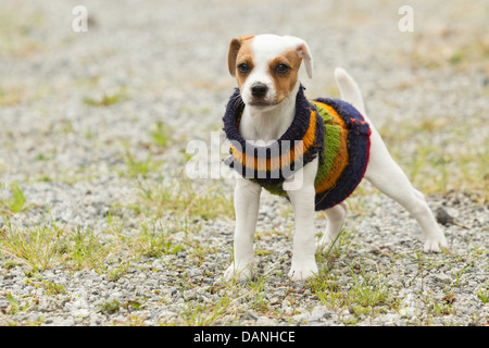 Parson chien heureux 8 semaines chiot Banque D'Images