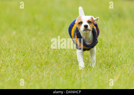 Parson chien heureux 8 semaines chiot courir Outdoor Banque D'Images