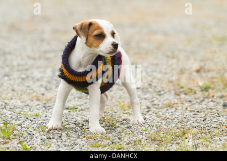 Parson chien heureux 8 semaines chiot Banque D'Images