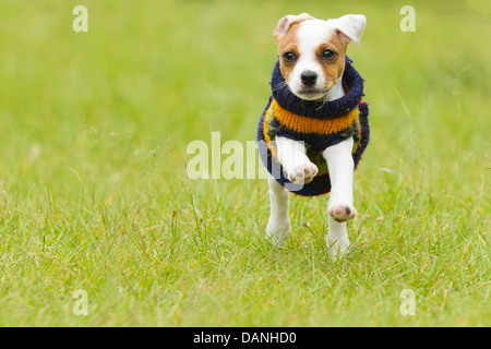 Parson chien heureux 8 semaines chiot courir Outdoor Banque D'Images