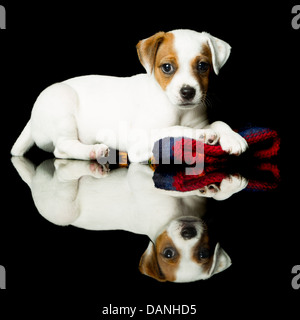 Parson chien heureux 8 semaines chiot piscine Studio Shot Banque D'Images