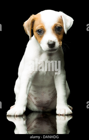 Parson chien heureux 8 semaines chiot piscine Studio Shot Banque D'Images