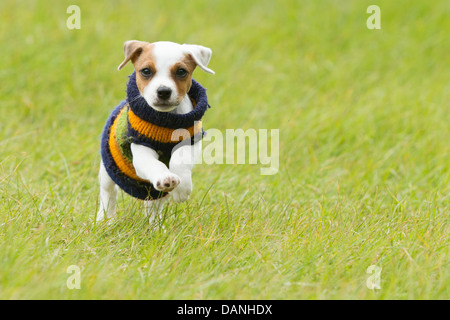 Parson chien heureux 8 semaines chiot courir Outdoor Banque D'Images