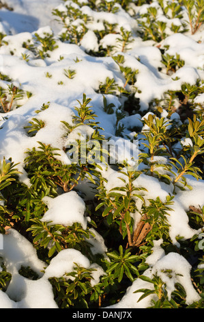 Hairy alpen rose (rhododendron hirsutum) Banque D'Images