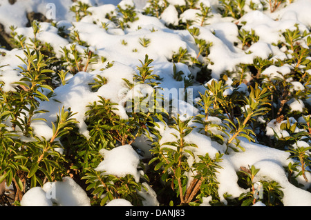 Hairy alpen rose (rhododendron hirsutum) Banque D'Images