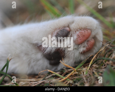 Un gros plan d'un Cat's Paw. Banque D'Images