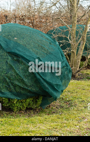 Buis commun (Buxus sempervirens) avec protection d'hiver Banque D'Images