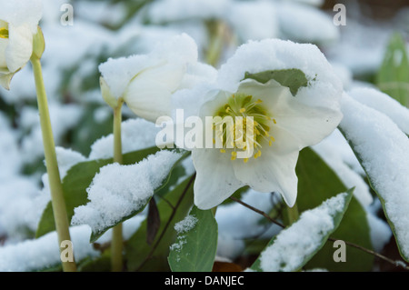 Rose de Noël (Helleborus niger) Banque D'Images