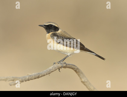 Traquet Oreillard, course de l'Est - Oenanthe hispanica melanoleuca. Homme, black-throated formulaire. Banque D'Images