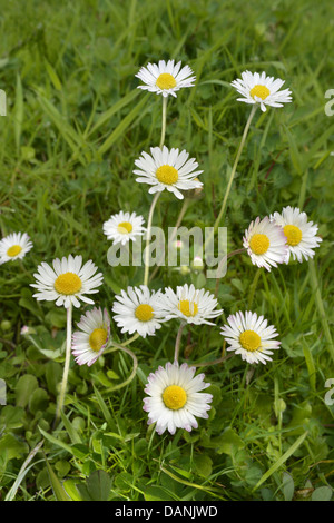 Asteraceae Bellis perennis (DAISY) Banque D'Images