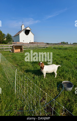 Les chèvres dans un enclos avec une clôture électrique dans une ferme de l'Oregon's Wallowa Valley. Banque D'Images