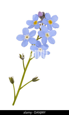 Bois forget-me-not Myosotis sylvatica (Boraginaceae) Banque D'Images