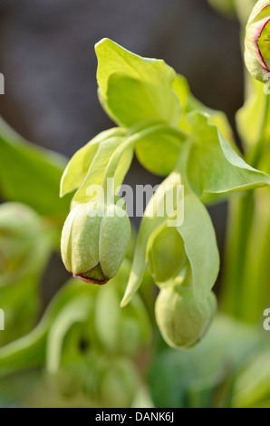 L'hellébore fétide (helleborus foetidus) Banque D'Images