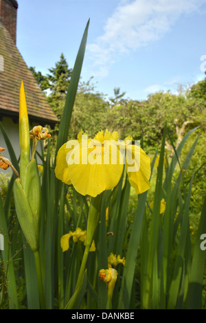 Iris pseudacorus IRIS JAUNE (Iridaceae) Banque D'Images