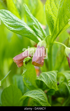 Scopolia carniolica jusquiame bell (syn. hyoscyamus scopolia) Banque D'Images