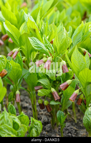 Scopolia carniolica jusquiame bell (syn. hyoscyamus scopolia) Banque D'Images