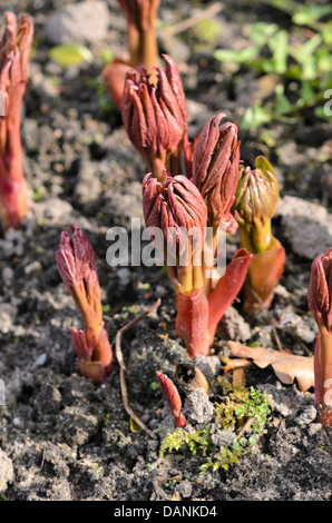 La pivoine (Paeonia officinalis commune) Banque D'Images