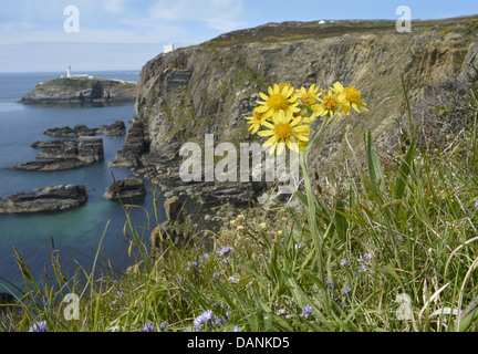 Fleawort South Stack - Tephroseris integrifolia ssp maritima Banque D'Images