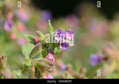 Pulmonaire officinale (Pulmonaria officinalis commune) Banque D'Images
