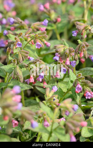 Pulmonaire officinale (Pulmonaria officinalis commune) Banque D'Images