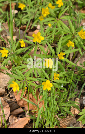 Anémone jaune (anemone ranunculoides) Banque D'Images