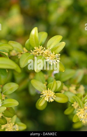 Buis commun (Buxus sempervirens) Banque D'Images