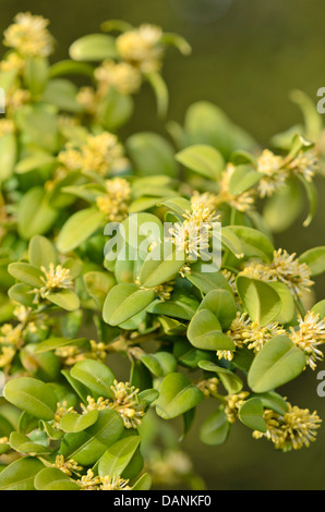 Buis commun (Buxus sempervirens) Banque D'Images