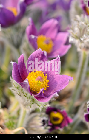Anémone pulsatille commune (Pulsatilla vulgaris) Banque D'Images