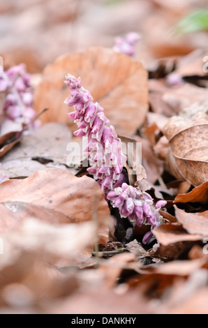 Lathraea squamaria toothwort (commune) Banque D'Images