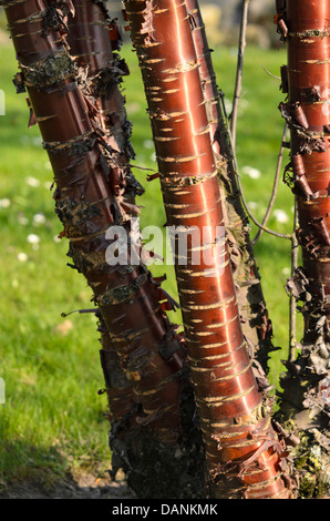 Paperbark cerisier (Prunus serrula) Banque D'Images