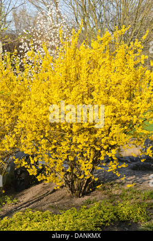 Border forsythia (Forsythia x intermedia) Banque D'Images