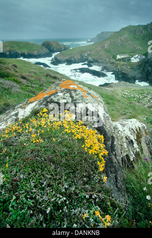 Hairy Greenweed - Genista Pilosa à Cornwall, Kynance Cove Banque D'Images