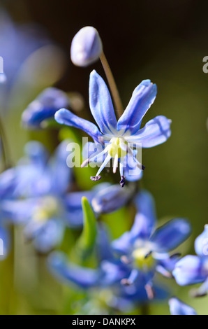 Star squill (scilla amoena) Banque D'Images