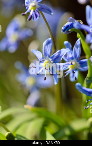 Star squill (scilla amoena) Banque D'Images