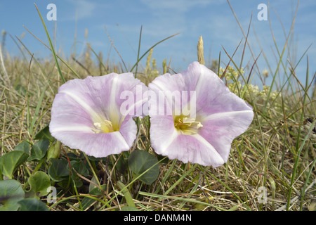 Liseron Calystegia soldanella MER (Convolvulaceae) Banque D'Images