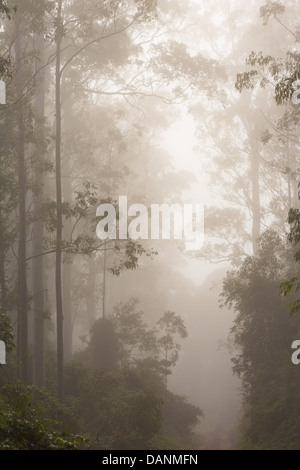 Grande forêt d'eucalyptus enveloppé de brume matinale, Watagans National Park, NSW, Australie Banque D'Images