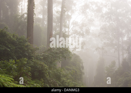 Grande forêt d'eucalyptus enveloppé de brume matinale, Watagans National Park, NSW, Australie Banque D'Images