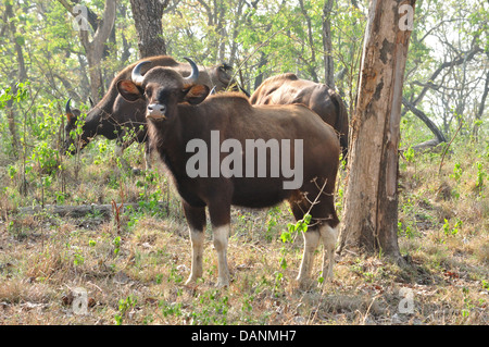 Bison indien, ( Bos gaurus ) Banque D'Images